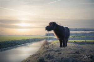 paardencoaching, paardencoach, Burgerbrug, coach, coachpraktijk, Alkmaar, mariellevlaarfotografie, paarden, pony, paardenfotografie, paardenshoot