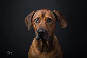 Ridgeback,Studiofotografie honden, portret ridgeback,Rhodesian Ridgeback, Noord-Holland, Hondenfoto, Hondenfotograaf