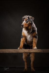 foto van je huisdier, hondenfotograaf, Noordholland, studiofotos hond, australian shepherd, rottweiler, kruising