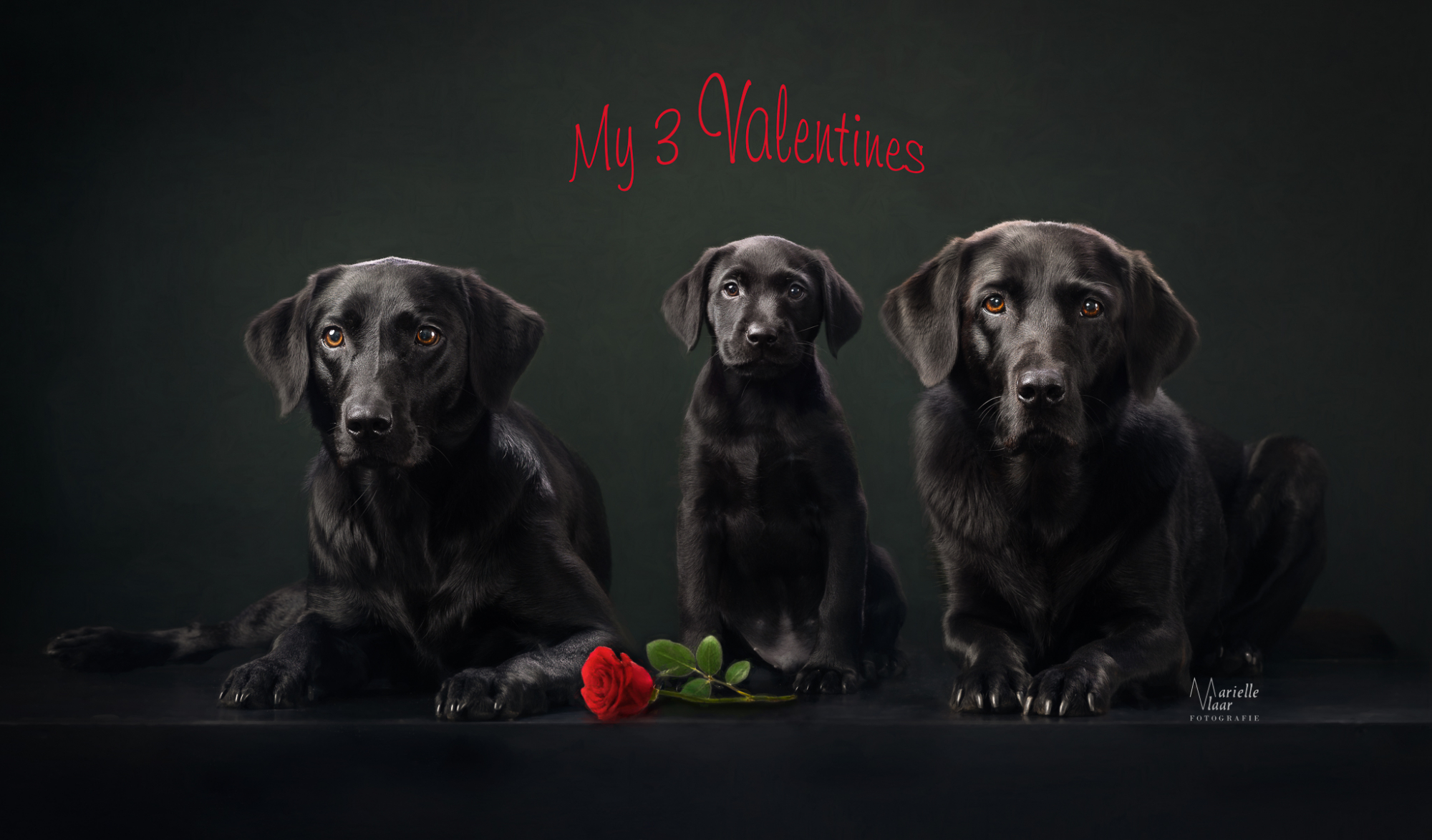 Valentine honden in studio met labrador pup en roos