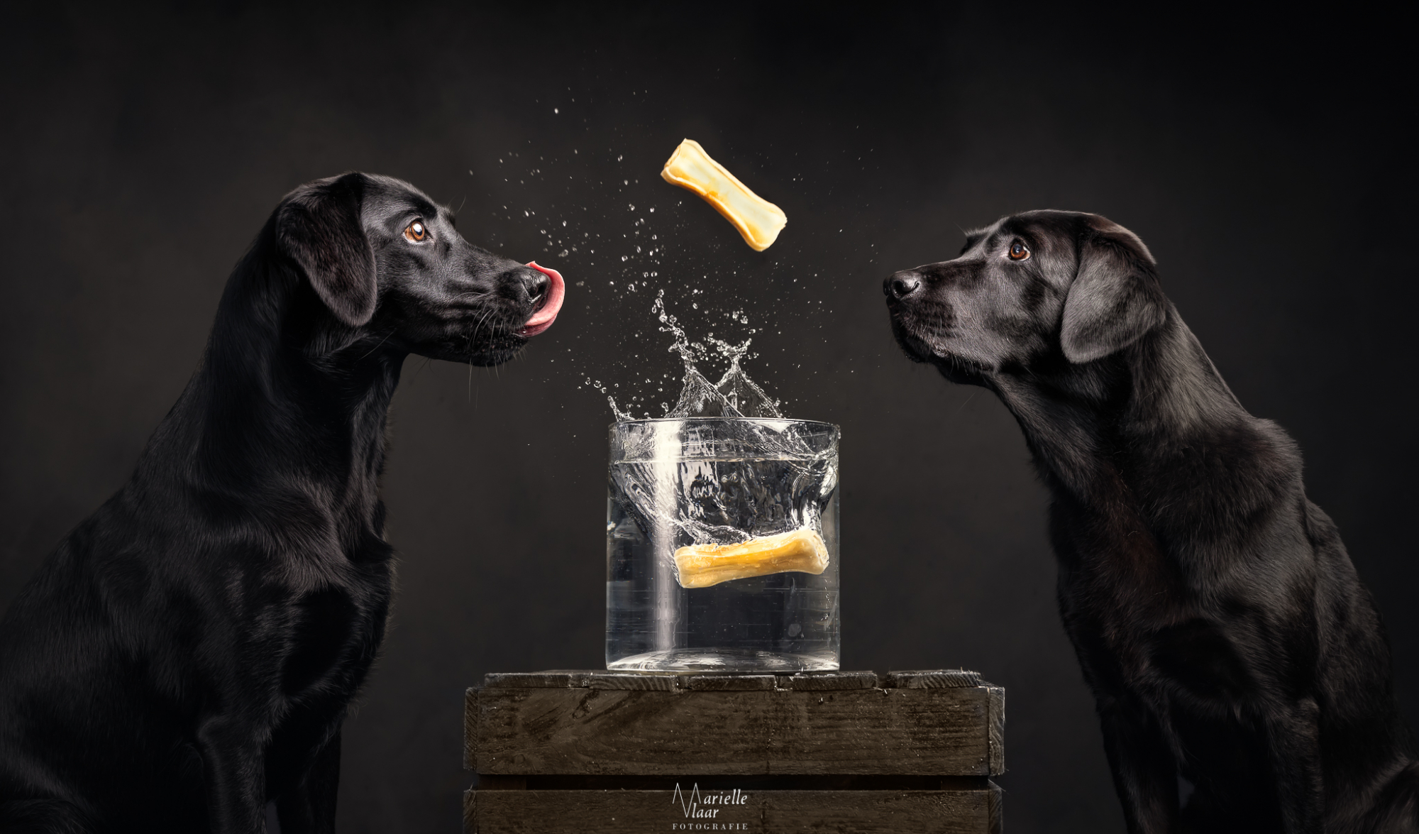 Water Splash Studio, honden vangen koekje
