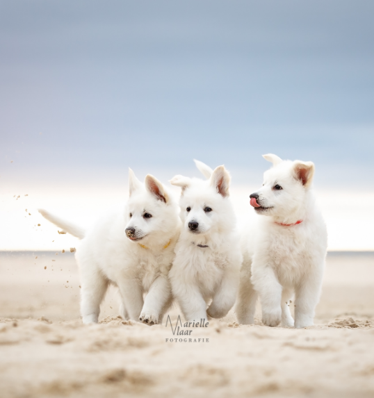 Witte herderpups op strand fotoshoot honden