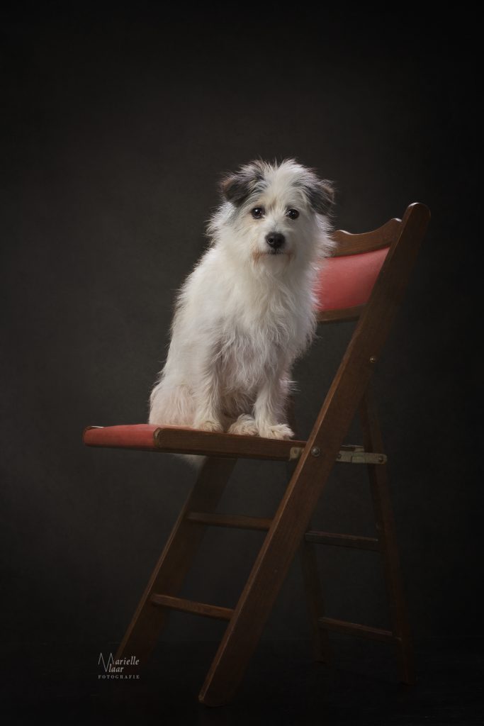 Hondenfotograaf, Honden in studio, Fineart hondenfotograaf, Noordholland, schilderachtig foto hond, hondenfotografie