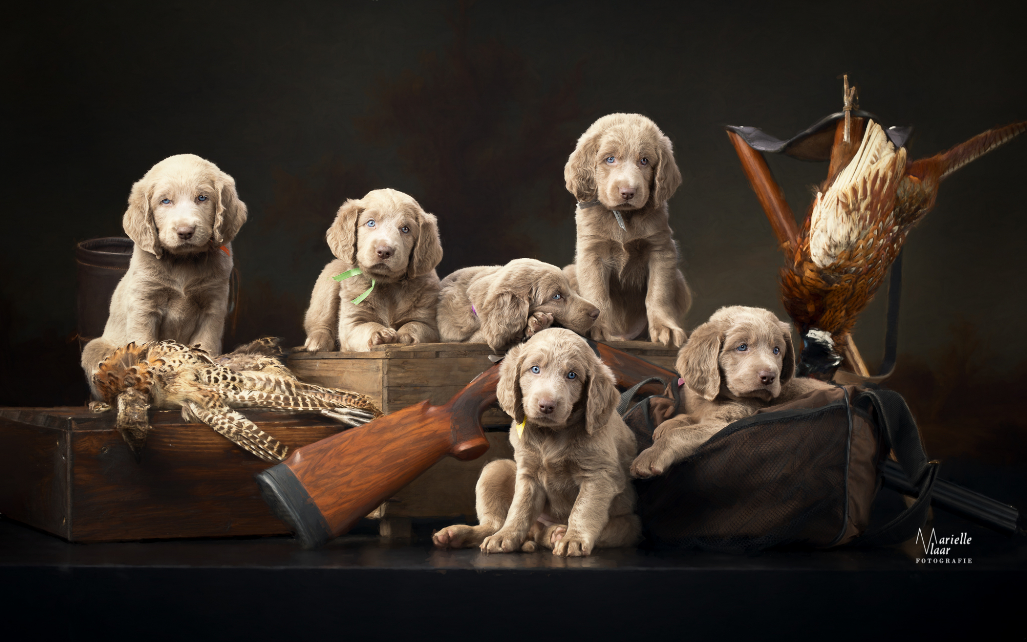 weimaraner pups,Jachthonden, hondenfotograaf, Noordholland, jachtsetting fotoshoot, schilderachtig foto