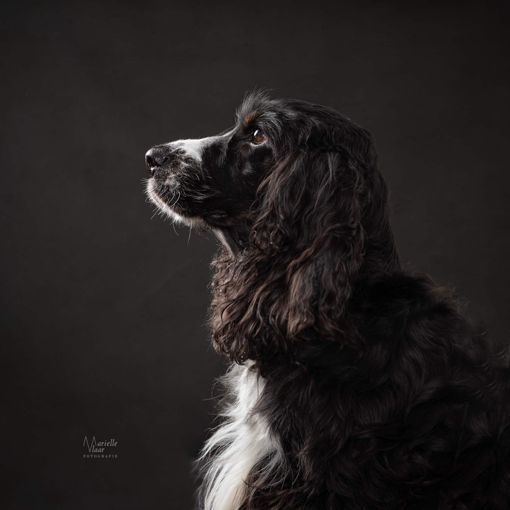 Klassiek portret hond