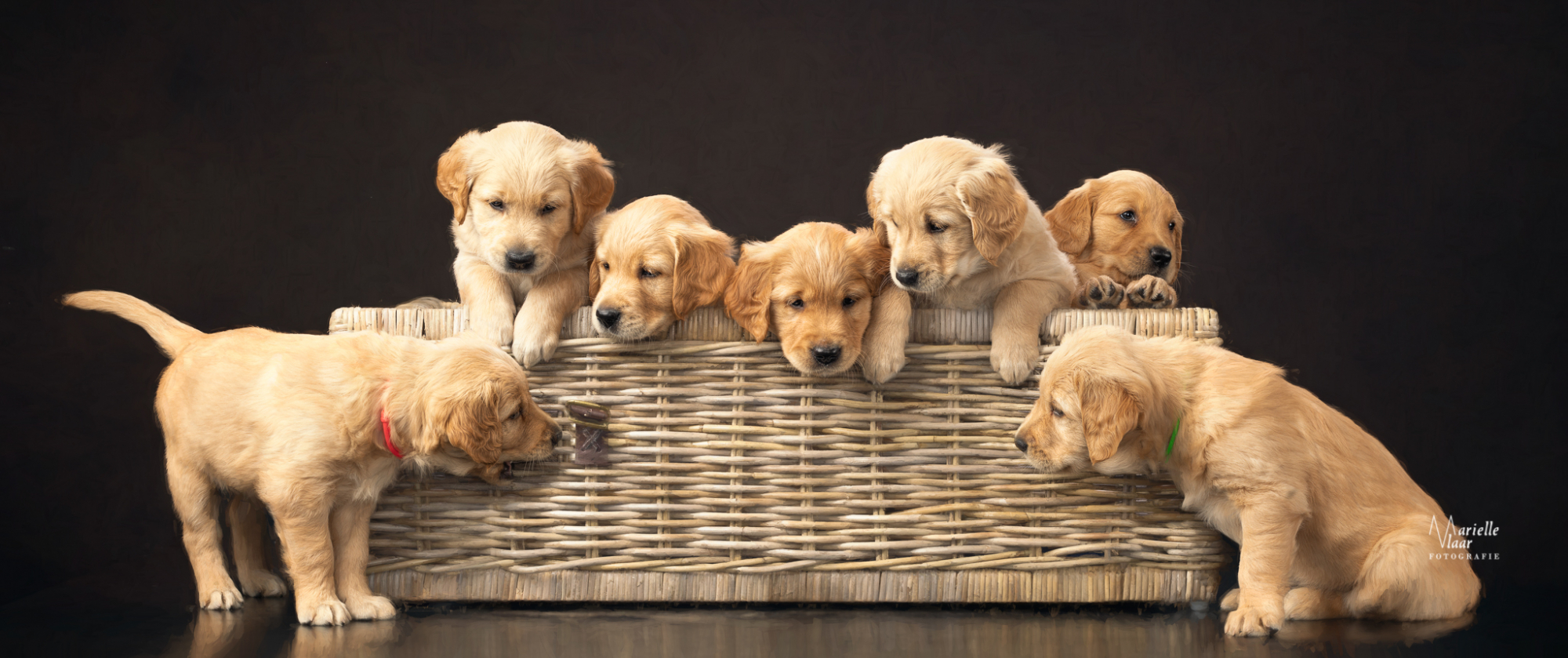 Goldentrtriever pups in mand