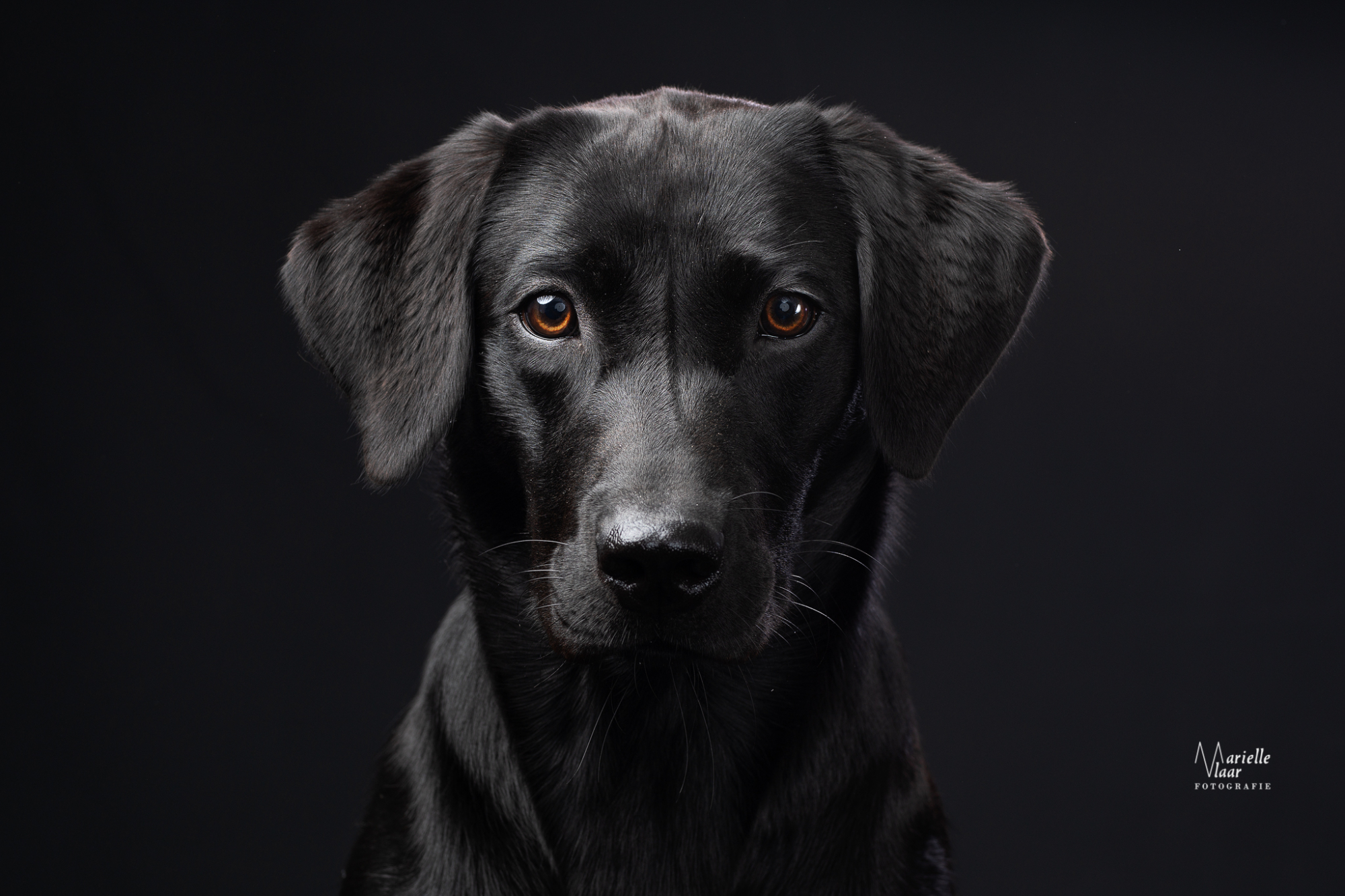 Klassiek portret hond, hondenfotografie studio, zwarte labrador met zwarte achtergrond fotograaf