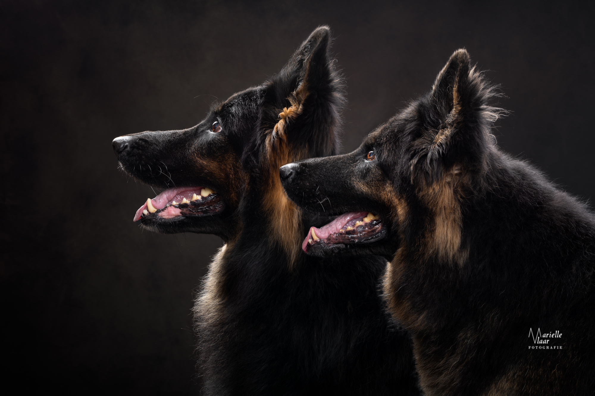 Herdershonden fotoshoot, hondenfotograaf, donkere achtergrond, Alkmaar hondenfotografie