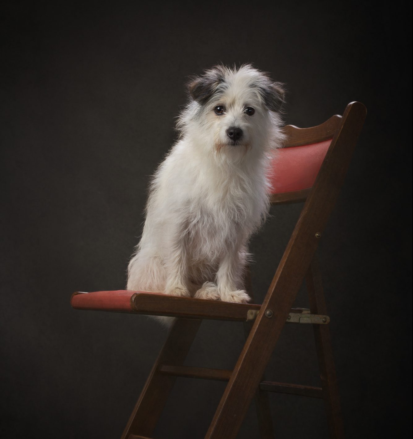 hondenfotografie in studio op rode stoel