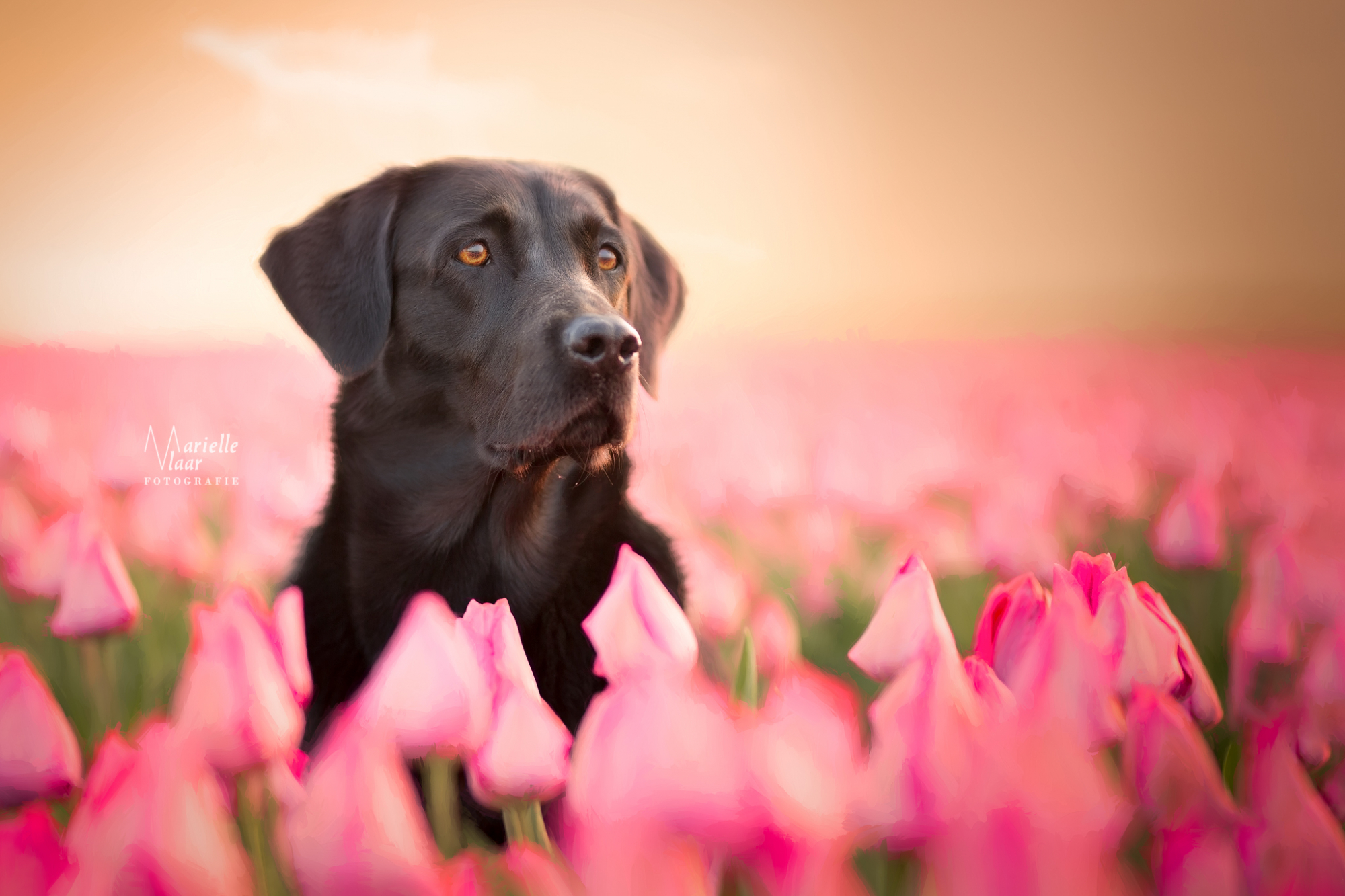 Een Hollands plaatje: Tulpen fotografie hond
