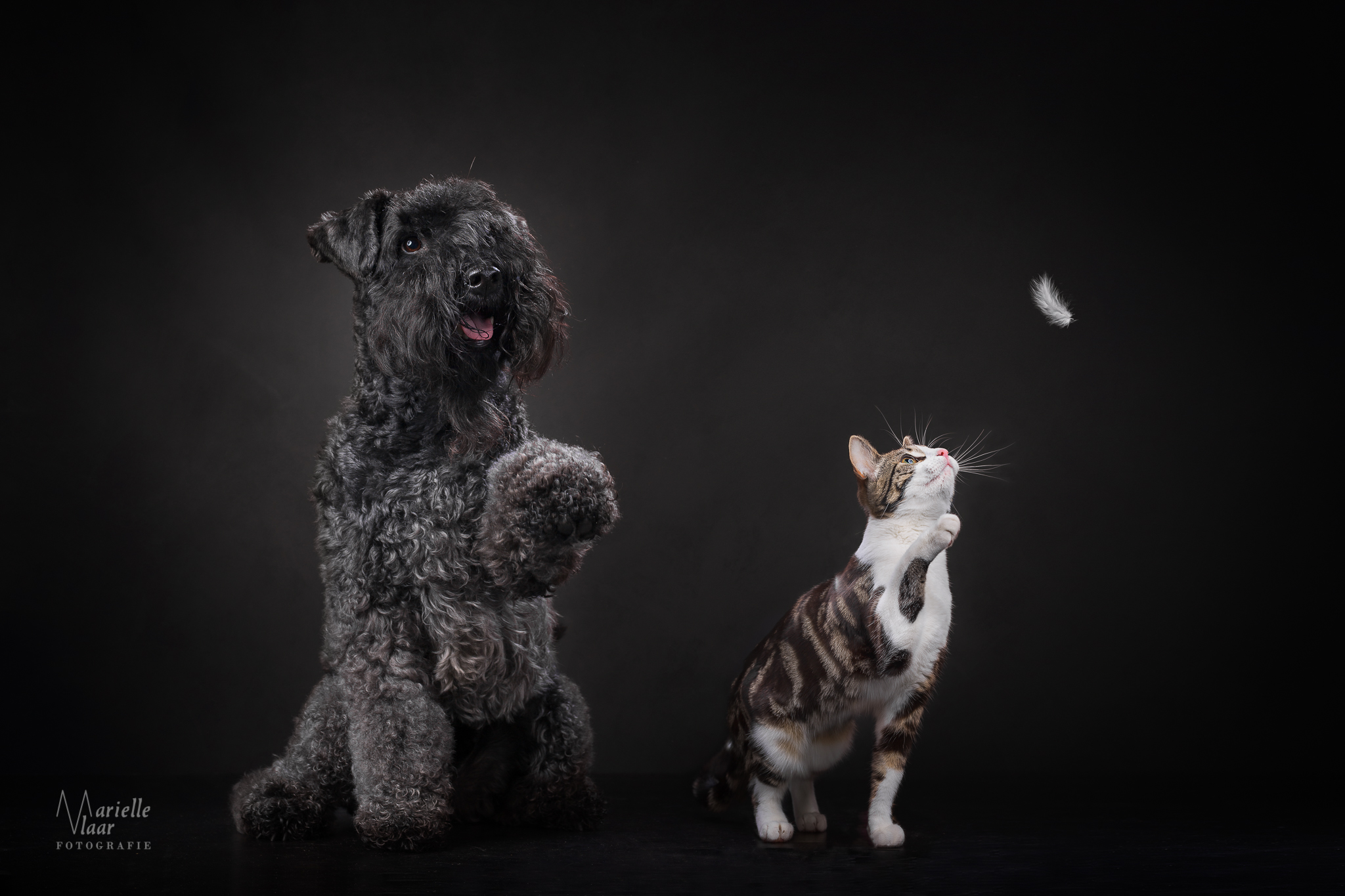 Hond en kat fotograaf (Noord-Holland)