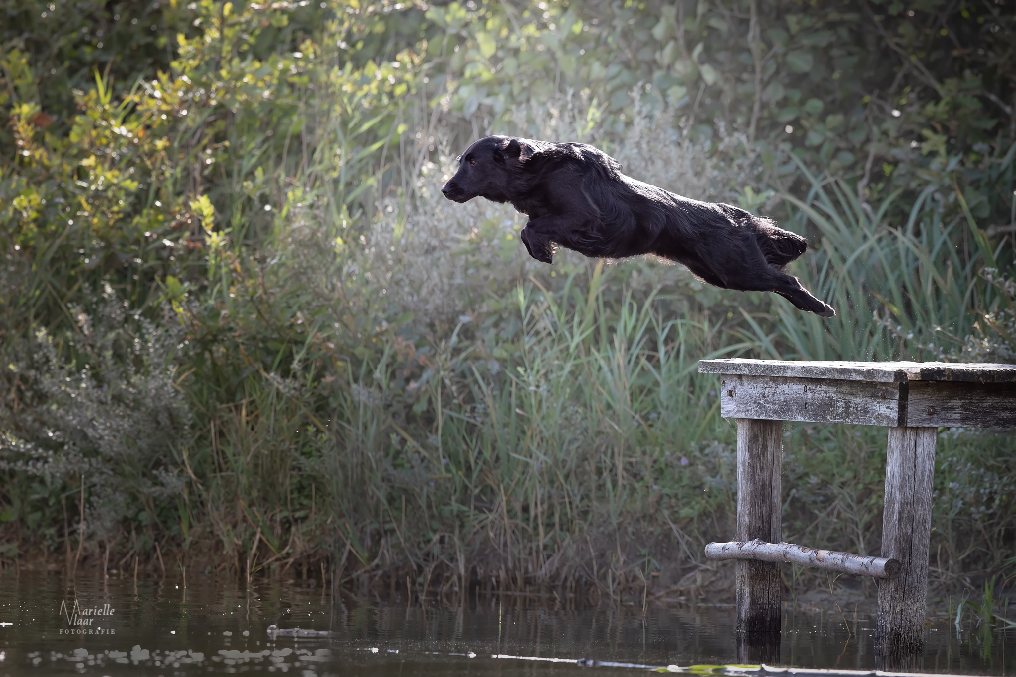 Vliegende hond op de foto (Noordholland)