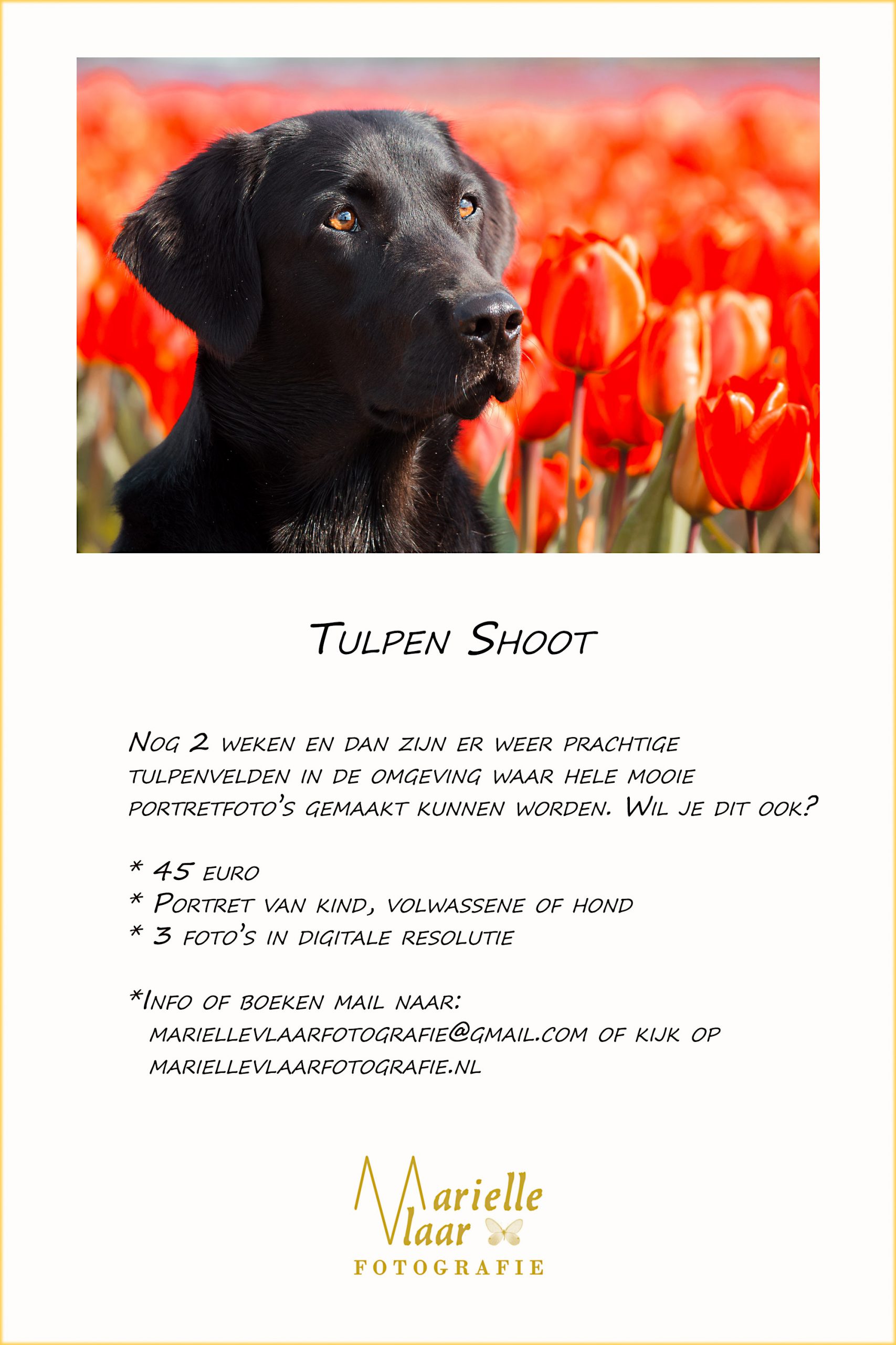 Tulpen shoot