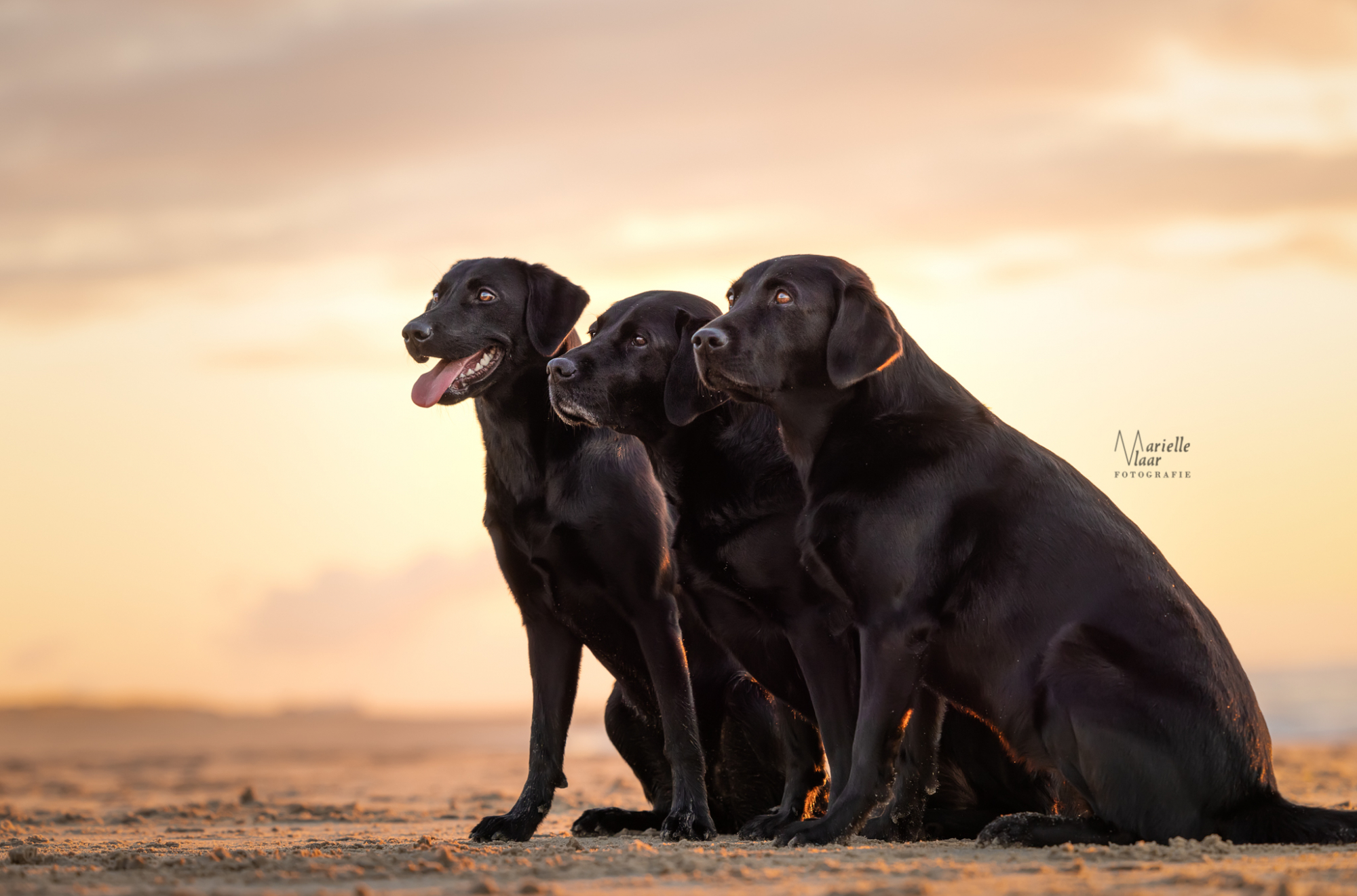 Labradors tijdens de zonsondergang op de foto