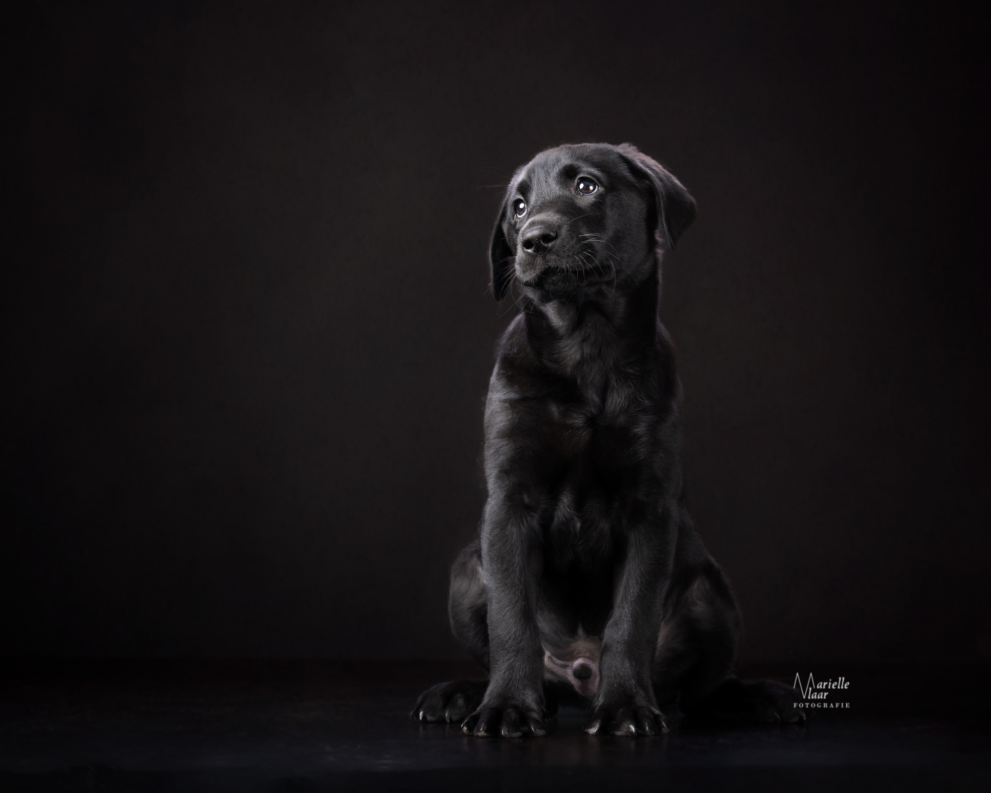 Fineart hondenfotograaf, labradorpup, zwarte achtergrondfoto,