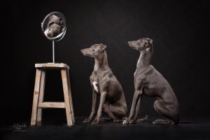 hondenfotograaf, hondenshoot, Noordholland, Fineart hondenfotografie, foto van je hond, Schagen, Marielle Vlaar Fotografie, Italiaanse windhond, studiofotografie