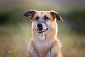 Hondenfotograaf, baas en hond op foto, hondenfotografie, hondenfotograaf op locatie, shoot hond en baas, Zuidholland