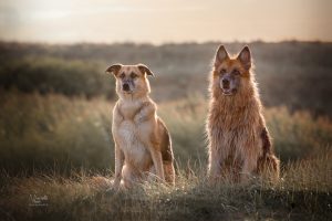 Hondenfotograaf, baas en hond op foto, hondenfotografie, hondenfotograaf op locatie, shoot meerdere honden, Zuidholland