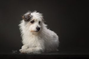 Hondenportret, hondenfotograaf, Noordholland, fineart portret, mooie foto van je hond