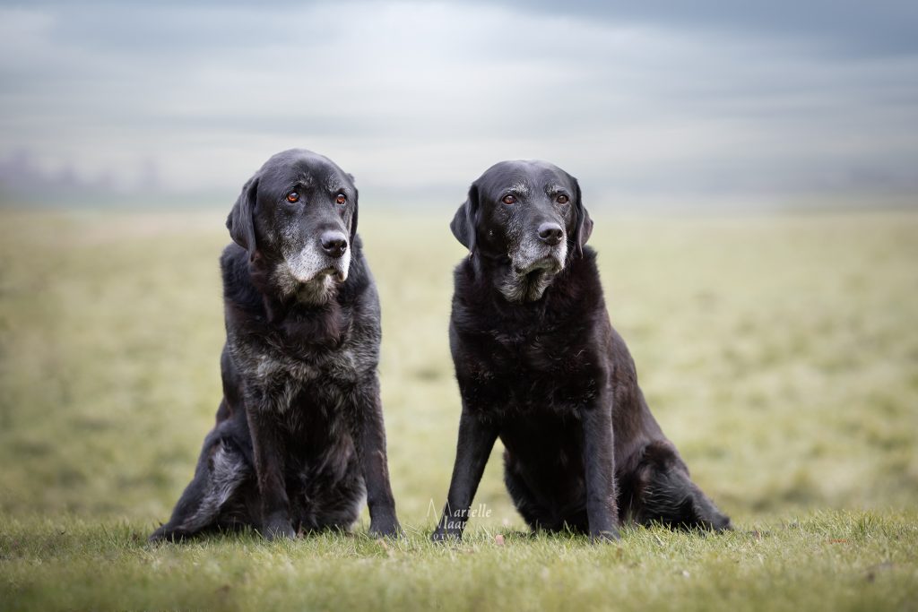 Oude honden op de foto in Noordholland