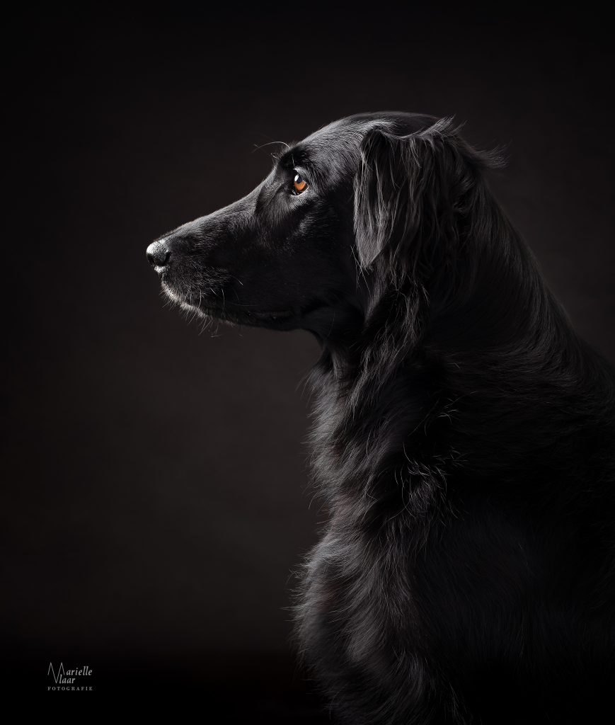 Fineartportret hond in studio Noordholland